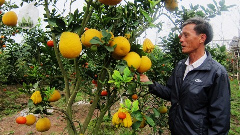 Creador de árboles de 5 géneros frutales para el Tet tradicional