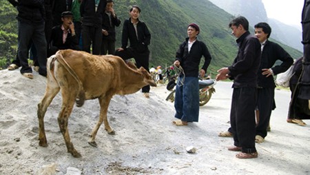 Característico bazar de animales domésticos de Ha Giang