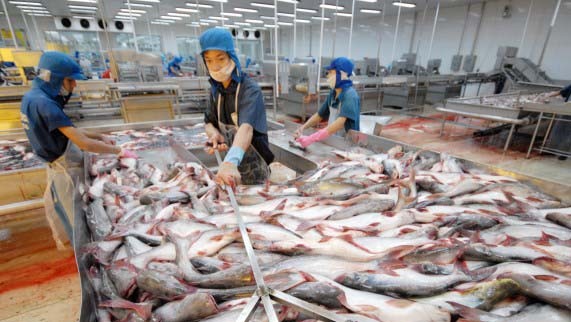 Reestructuran la industria de producción de pangasius