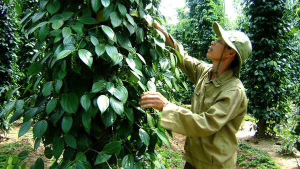 Amplían el mercado de exportación de productos agrícolas