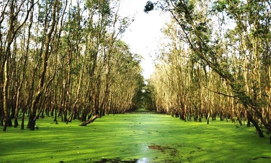 Paseo por el bosque de cayeputi en temporada de crecidas