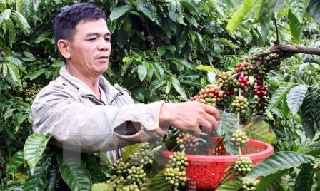 Café de Vietnam, una de las seis marcas más favoritas en Estados Unidos