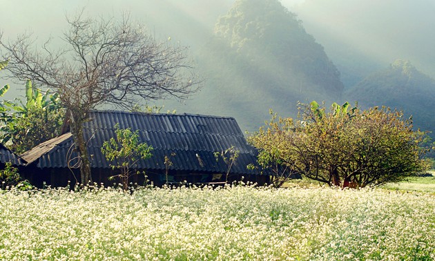 Rabanizas blancas, en la tierra alta de Moc Chau 