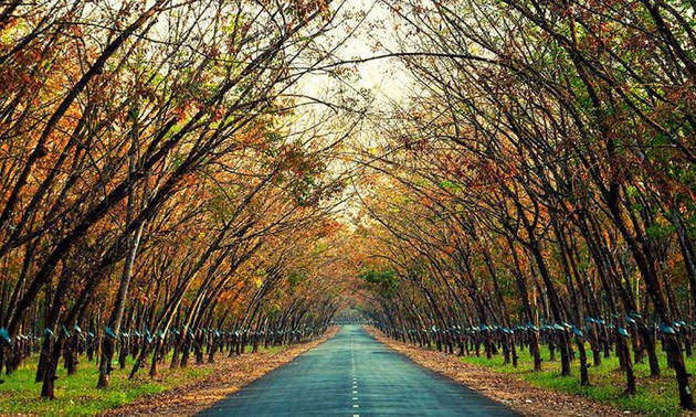 Plantaciones de caucho, patrimonio natural de Gia Lai