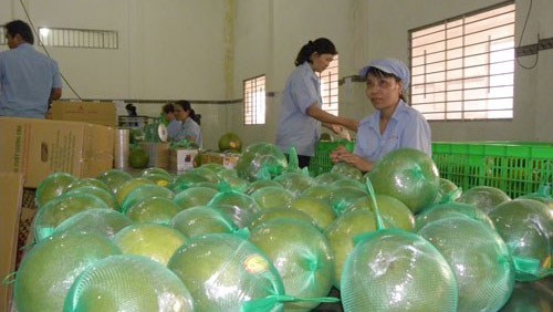 Toronja de piel verde, nueva herramienta en la de construcción rural de Ben Tre