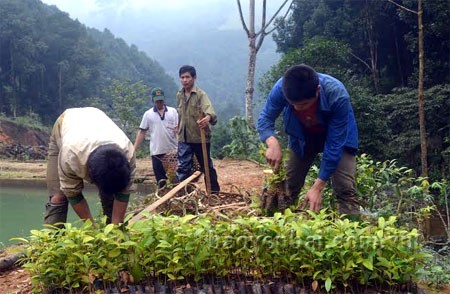 Plantación forestal, nuevo negocio fructífero de pobladores de Yen Bai