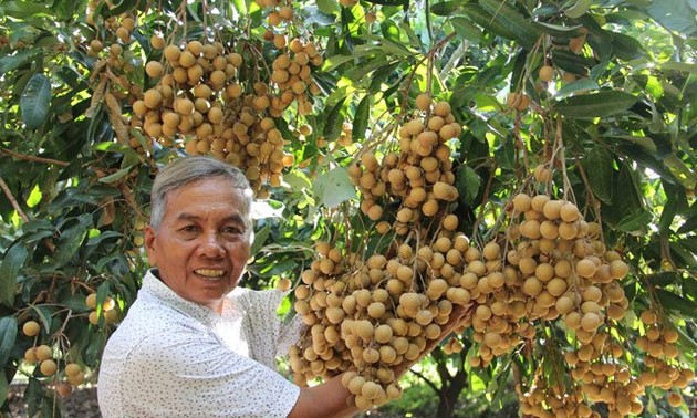 Agricultores de Dong Thap por exportar más