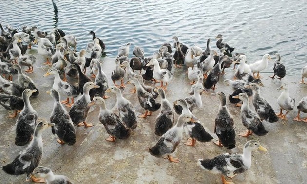 Desarrollan crianza de pato marino en Delta del río Mekong