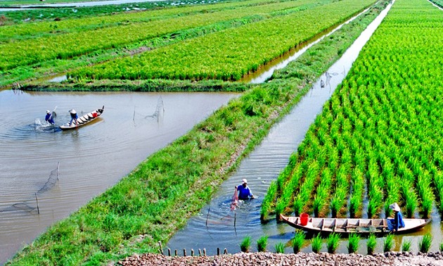 Cultivo de arroz-camarón: nuevo modelo de producción eficiente y sostenible