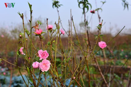 Flores del melocotón brotan temprano en el pueblo floral de Nhat Tan