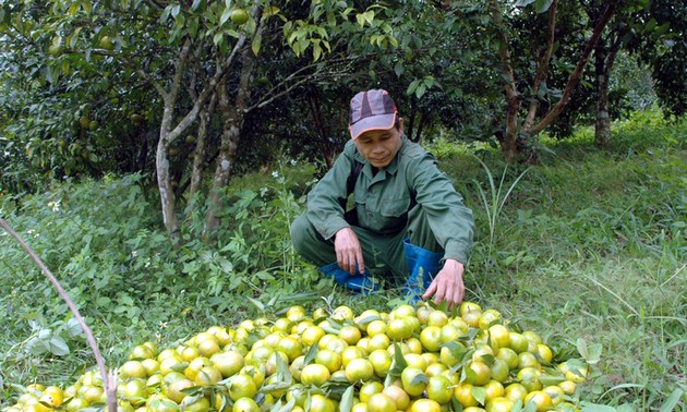 Bac Kan fomenta conexión entre provincias para salida de productos agrícolas