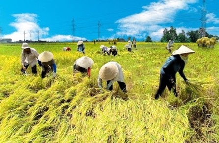 Agricultura vietnamita por superar retos en 2017