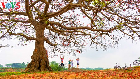 Brilla el color rojo del algodonero en campo norteño de Vietnam