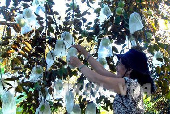 Fruta vietnamita “Caimito” penetra en el mercado estadounidense