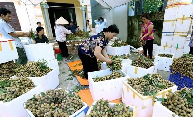 Primer lote de longan vietnamitas llega a Australia