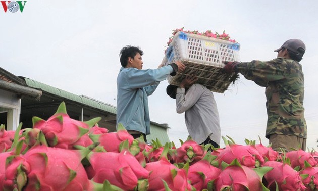 Productos vietnamitas ante gran oportunidad de exportarse al mercado indio