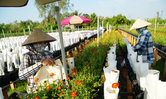 Aldeas de floricultura en días previos al Año Nuevo Lunar