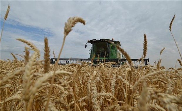 Turquía, Rusia y Qatar coordinan el envío de cereales a África