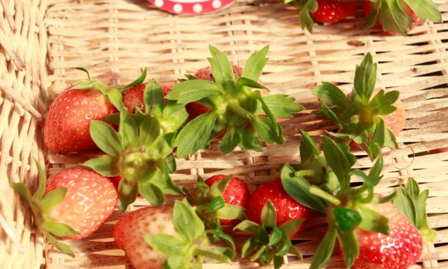 Plantación de frutillas, la promesa de un gran negocio para los agricultores de Son La