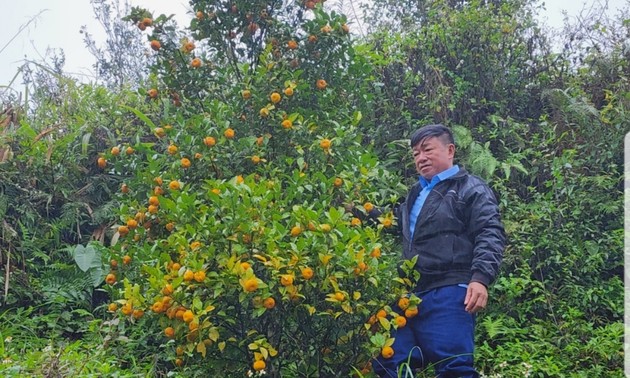 Habitantes de Van Son mejoran sus condiciones de vida con el cultivo de cítricos