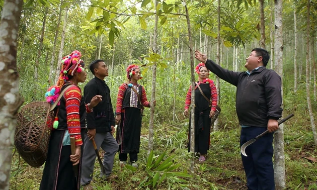 Comunidades étnicas en Lai Chau prosperan con el cultivo de canelos