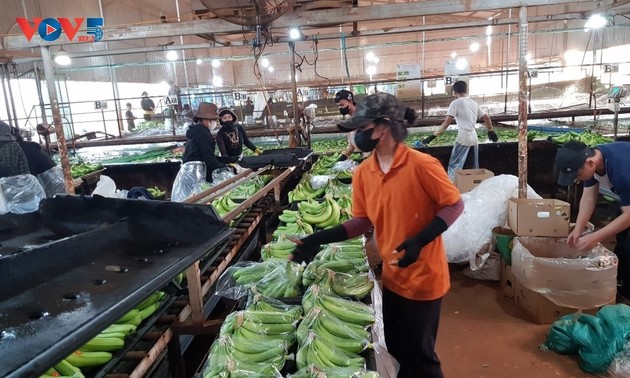 Exitoso modelo de plantación de plátanos para exportación en Dak Doa