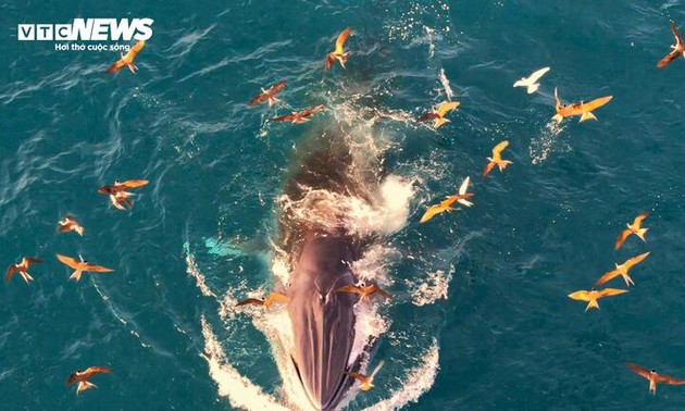 Gia Lai refuerza las medidas para proteger al rorcual de Bryde