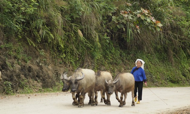 Quand les Tày et les Nùng remercient leurs buffles   