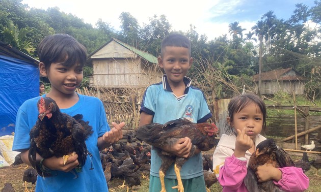 À partir d’une centaine de petites poules…