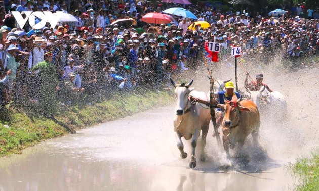 Course de bœufs de Bay Nui: une fête culturelle des Khmers d’An Giang