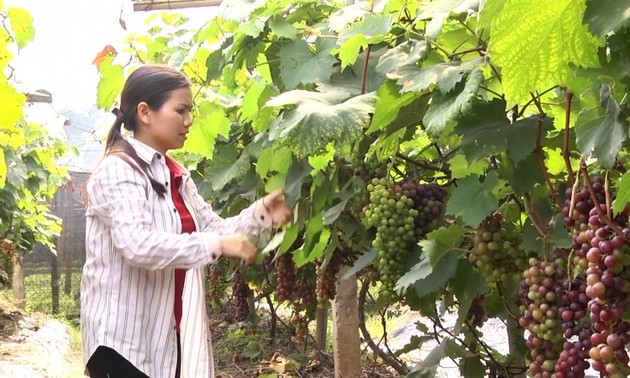 สตรีจังหวัดเอียนบ๊ายทำธุรกิจสตาร์ทอัพเพื่อมีส่วนร่วมสร้างสรรค์ภูมิลำเนา