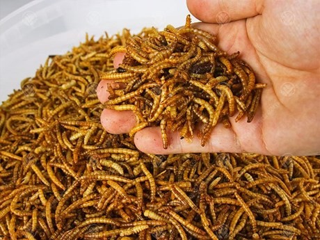 Vietnam authorised to export insect-based food to EU