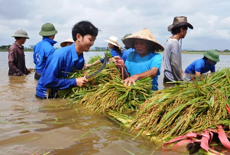 Sức trẻ trên những cánh đồng lũ