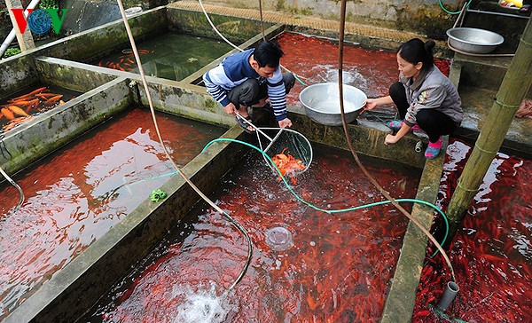 "Săn" cá chép đỏ cúng ông Công, ông Táo 