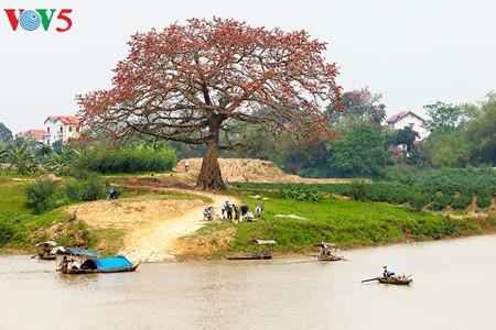 Red silk cotton trees in full bloom in Northwest Vietnam