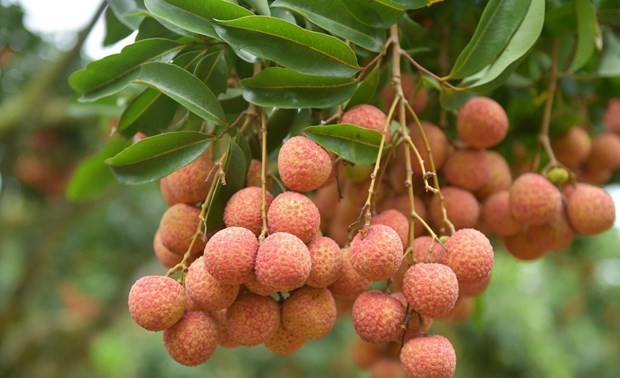 Vietnam ships 3,600 tons of fresh lychees to China 