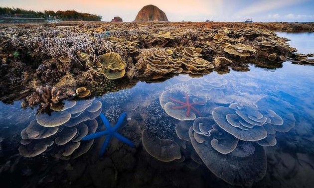 Coral reef stunner captures second prize in UK contest 