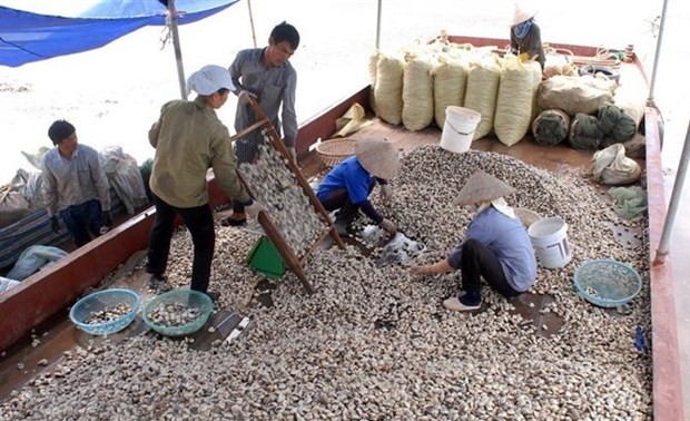 Vietnam’s canned clam meat exported to Europe for first time