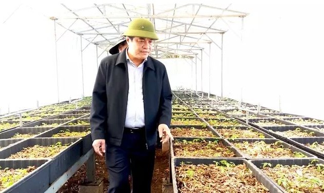 Vietnam eyes 200,000 ha of ginseng by 2030