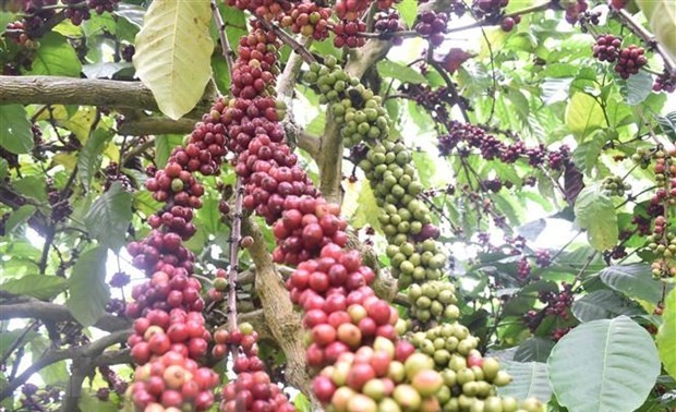 Vietnam remains world's second biggest coffee exporter