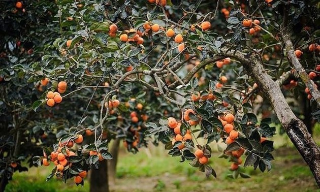 Persimmon season on Moc Chau Plateau