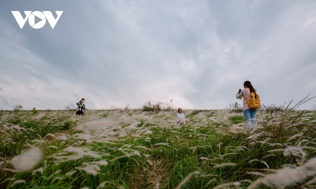 Young people flock to white reed field in Long Bien district for romantic photos