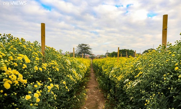 Hanoi’s largest flower village busy preparing for Tet