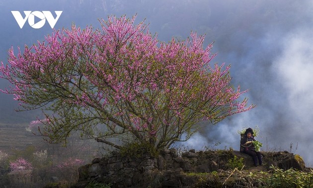 Peach blossoms in full bloom in northwestern Vietnam