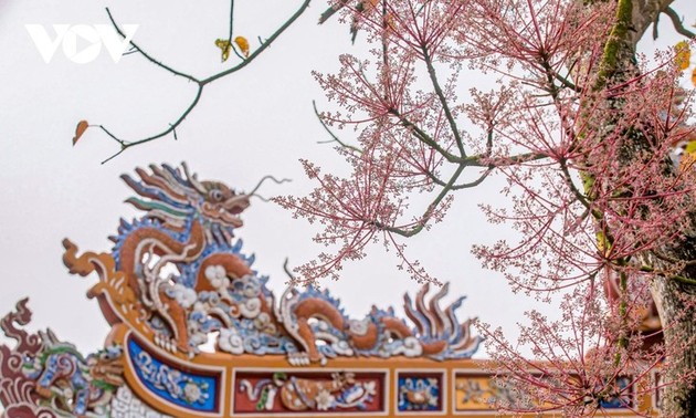 Royal Parasol - the blooming “royal” flower in Hue