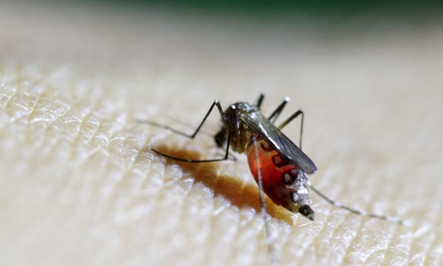 WHO raises concern about spread of mosquito-borne chikungunya virus