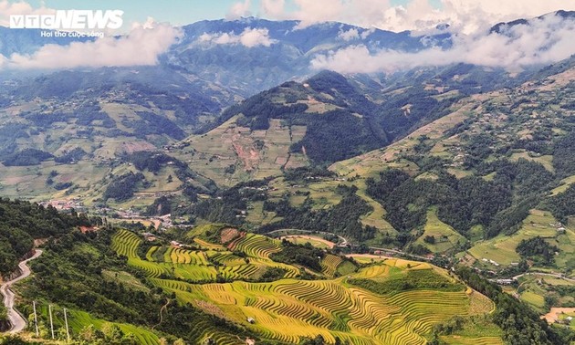 Ripe rice season in Lao Cai’s Hang Dang De village 