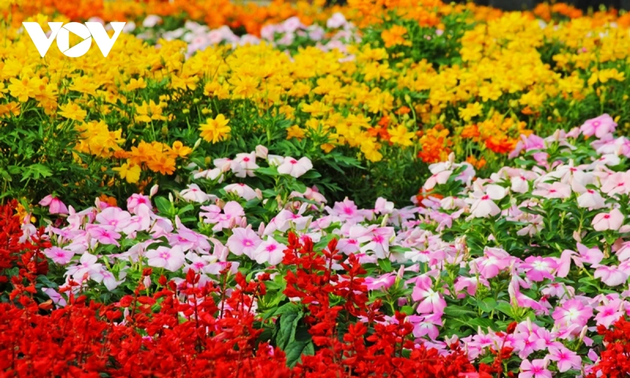 Sa Dec flower village in full bloom for Tet