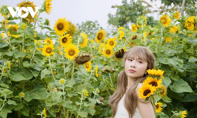 Young people flock to sunflower fields by Saigon River for stunning photos