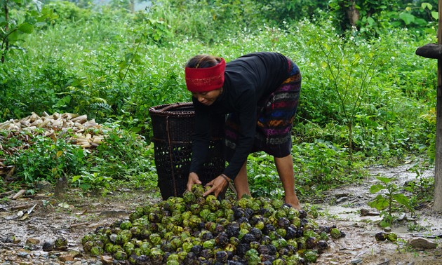 Dự án PROSPER mang màu xanh trù phú cho núi rừng Quảng Trị